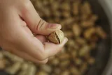 Luộc lạc chỉ cho nước lã là quá thiếu kinh nghiệm, thêm 2 bước này củ nào cũng thơm bùi, siêu ngon