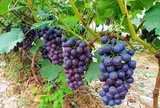 Loại quả "tốt nhất thế giới" có nhiều ở Bắc Ninh, trồng 12 tháng cho thu hoạch, thành đặc sản nổi tiếng tốt cho sức khỏe