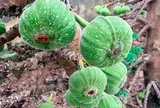 Món nhà nghèo xưa ăn đến chán ngán, nay thành đặc sản được ưa chuộng ở thành phố, tốt cho sức khoẻ