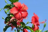 Loại hoa dại xưa trồng làm hàng rào, giờ thành đặc sản nổi tiếng có hương vị đặc biệt, tốt cho sức khỏe