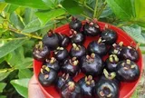 Loại quả "tốt nhất thế giới" có ở Khánh Hoà, trồng một năm cho thu hoạch, thành đặc sản nổi tiếng tốt cho sức khỏe