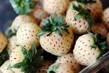 Loại quả "tốt nhất thế giới" có nhiều ở Lâm Đồng, trồng 3 tháng cho thu hoạch, thành đặc sản tốt cho sức khỏe