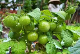 Chàng trai Jrai biến mảnh đất cạnh nhà thành khu vườn xanh mướt như “nông trại mini”, góc nào cũng bình yên tựa tranh vẽ