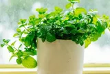 Loại cây rẻ tiền được khuyên trồng trong nhà vừa giúp lọc không khí, đuổi côn trùng, lại tốt cho sức khỏe
