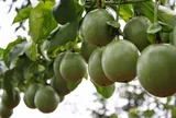 Loại quả leo bờ rào nay thành đặc sản giá 90.000 đồng/kg, trồng một lần ở ban công sẽ cho quả từ năm này qua năm khác