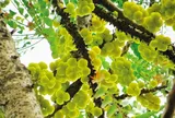Quả mọc hoang xưa cho không ai ăn nay thành đặc sản giá 180.000 đồng/kg, trồng một cây vừa có bóng mát vừa thu hoạch nhiều năm