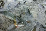 Loài cá quen thuộc ở quê "tốt hơn cá hồi", xưa giá rẻ như cho nay thành đặc sản 90.000 đ/kg, tốt cho sức khỏe