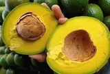 Loại quả "tốt nhất thế giới" chỉ có ở Tây Nguyên, trồng 1 lần thu hoạch nhiều năm, luôn là đặc sản, ăn tươi hay làm kem đều ngon