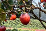 Loại quả từng là đặc sản đắt đỏ nay có giá 70.000 đồng/kg, vitamin C cao gấp 10 lần táo, trồng một lần ăn suốt 20 năm