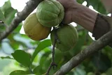 Loại quả xưa chín rụng đầy, nay thành đặc sản nổi tiếng tốt cho sức khỏe, trồng một lần thu hoạch nhiều năm
