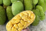 Loại quả đặc sản có ở Đồng Nai giá 55.000 đồng/kg, trồng sau nhà giúp hút lộc, thu hoạch quả suốt 30 năm