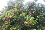 Loại quả đặc sản có ở Hưng Yên giá 300.000 đồng/kg, trồng một cây gia đình sung túc, thành vật báu gia truyền