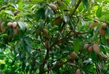 Loại quả đặc sản có ở Đồng Tháp, giá 70.000 đồng/kg, trồng một cây thu hoạch quanh năm, gia đạo êm ấm