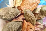 Loại quả xưa chín rụng đầy nay thành đặc sản nổi tiếng giá 350.000 đ/kg, trồng một lần thu hoạch nhiều năm, tốt cho sức khỏe