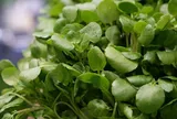 Cây rau nước Mỹ chấm "10 điểm" được bán đầy chợ từ 10.000 đ/kg, trồng 45 ngày cho thu hoạch, thành đặc sản tốt cho sức khỏe