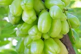 Loại quả xưa chín rụng đầy nay thành đặc sản giá 150.000 đ/kg, trồng một lần thu hoạch nhiều năm, tốt cho sức khỏe