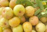 Loại quả xưa chín rụng đầy nay thành đặc sản giá 80.000 đ/kg, trồng một lần thu hoạch nhiều năm, tốt cho sức khỏe