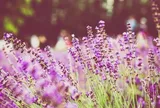 Đến nhà người khác làm khách, không mang 3 điều này chính là biểu hiện của người khôn ngoan