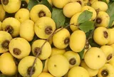 Loại quả xưa rụng đầy gốc nay thành đặc sản giá 100.000 đồng/kg, trồng trong sân vừa có quả vừa hút quý nhân, tài lộc theo về