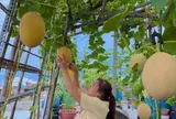 Mẹ biến sân thượng 76m² thành “miền bình yên” giữa Sài Gòn: Rau xanh mướt, dưa lưới trĩu giàn, cây trái lúc lỉu