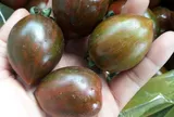 Loại quả xưa không ai biết đến nay thành đặc sản giá 100.000 đ/kg, trồng một lần thu hoạch nhiều năm, tốt cho sức khỏe