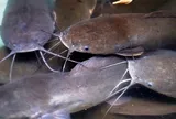 Loại cá bị chê bẩn nhưng bổ ngang vi cá mập, chợ Việt bán đầy mà ít người biết mua ăn