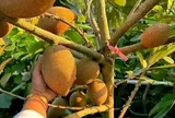 Loại quả xưa không ai biết đến nay thành đặc sản được ưa chuộng, trồng một lần thu hoạch nhiều năm, tốt cho sức khỏe