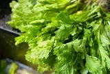Cây dại mọc bờ rào thành đặc sản nổi tiếng giá 55.000 đồng/kg, trồng 30 ngày cho thu hoạch, tốt cho sức khỏe