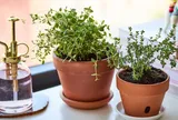 Loại lá “3 trong 1” giá 2 triệu đồng/kg, càng trồng càng thơm, hoa nở đẹp mắt, cho thu hái quanh năm
