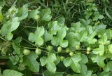 Loại lá càng rửa càng nổi bọt như xà phòng, giá 150.000 đồng/kg, ăn được liền “thành tiên” còn cực dễ trồng
