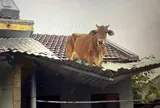 Hình ảnh con bò ướt sũng, run rẩy trên mái nhà "chờ" chủ đến đón giữa mênh mông nước lũ lay động lòng người