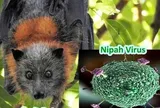 Ấn Độ ghi nhận ổ dịch do virus Nipah, Bộ Y tế nêu 5 khuyến cáo "nóng"