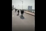 Clip: Đàn trâu chạy rông vượt qua cầu Rồng ở Đà Nẵng khiến người dân hoảng hốt