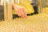Giá vàng kết thúc phiên giao dịch ngày 24/3: Vàng miếng và vàng nhẫn các thương hiệu đã tăng hơn 6 triệu đồng/lượng