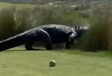 Clip: Khoảnh khắc thót tim khi chứng kiến cá sấu khổng lồ thong thả đi ngang qua sân golf