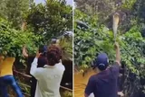 Kịch tính cảnh khống chế rắn hổ mang chúa khổng lồ trên cây, suýt tấn công kiểm lâm