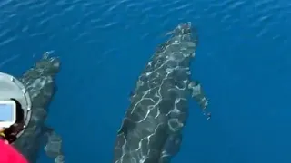 Thích thú ngắm đàn cá voi khổng lồ liên tục ngoi lên, tung mình kiêu hãnh giữa làn nước trong vắt ở đảo Phú Quý