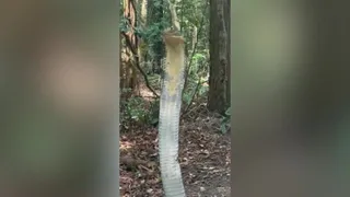 Clip: Khoảnh khắc nữ sinh viên chạm trán rắn hổ mang chúa dài 4 mét khiến ai xem cũng thót tim