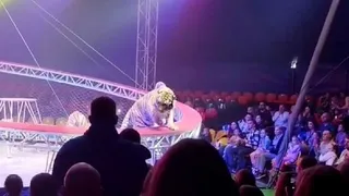 Clip: Hổ dữ bất ngờ lao thẳng xuống khán đài khiến cả rạp xiếc hoảng loạn, đám đông la hét bỏ chạy