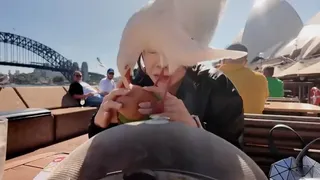 Clip: Đang thư giãn bên bờ biển, cô gái "đứng hình" khi chim hải âu bất ngờ sà xuống "cướp" đồ ăn, để lại “kỷ niệm” trên tay