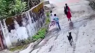 Clip: Bé trai bất ngờ bị chó hoang tấn công, người mẹ hoảng loạn chạy tới cứu con
