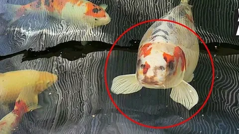 Clip: Tiết lộ sốc của chủ nhân con cá Koi 4 tuổi mang "gương mặt đàn ông", bộ ria mép đáng chú ý hơn cả