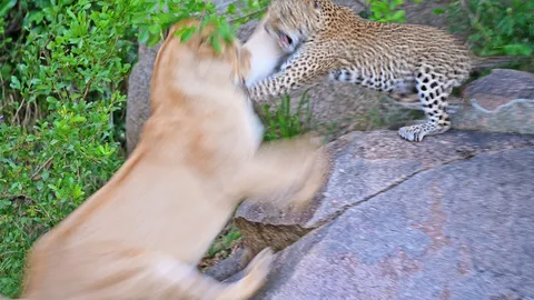 Clip: Cảm động tình mẫu tử của báo mẹ khi bất kể mạng sống "đối đầu" với sư tử cái để bảo vệ đàn con