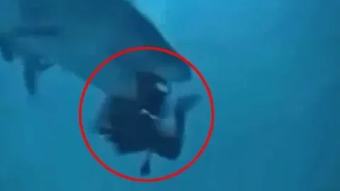 Clip: Cá mập hung dữ ngoạm đầu 1 thợ lặn