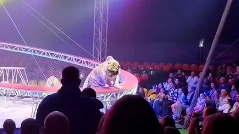 Clip: Hổ dữ bất ngờ lao thẳng xuống khán đài khiến cả rạp xiếc hoảng loạn, đám đông la hét bỏ chạy