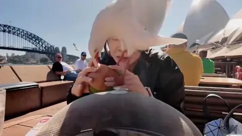 Clip: Đang thư giãn bên bờ biển, cô gái "đứng hình" khi chim hải âu bất ngờ sà xuống "cướp" đồ ăn, để lại “kỷ niệm” trên tay