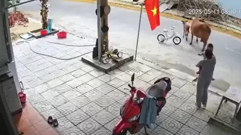 Clip: Khoảnh khắc bò thả rông húc ngã cháu bé ở Đà Nẵng khiến ai nấy xót xa