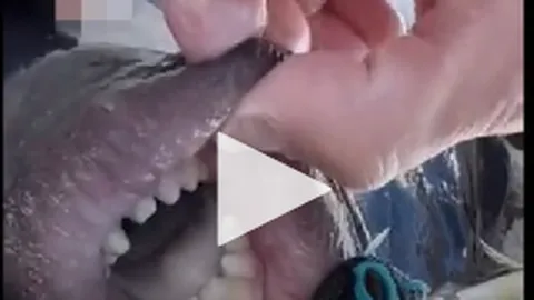 Clip: Sốc với con cá có hàm răng to và đôi môi căng mọng y hệt con người