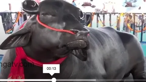 Clip: Cận mắt trâu khổng lồ cao 2 mét, nặng khoảng 1500 kg, mỗi ngày khoảng 1,5 triệu tiền ăn