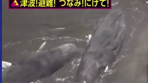 Clip: Kinh hoàng cảnh nhiều con cá voi khổng lồ bị sóng thật đánh dạt vào bờ biển, nằm bất động, có nơi sóng thần cao 50-60cm